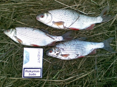 20110409(001).jpg