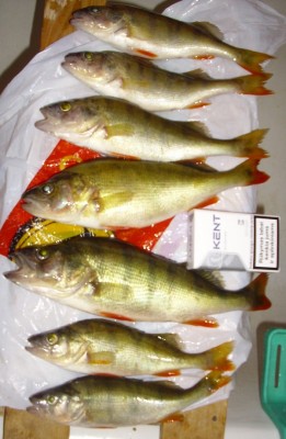 DSCI1121_cr.jpg