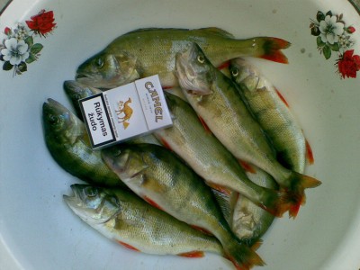20110803.jpg